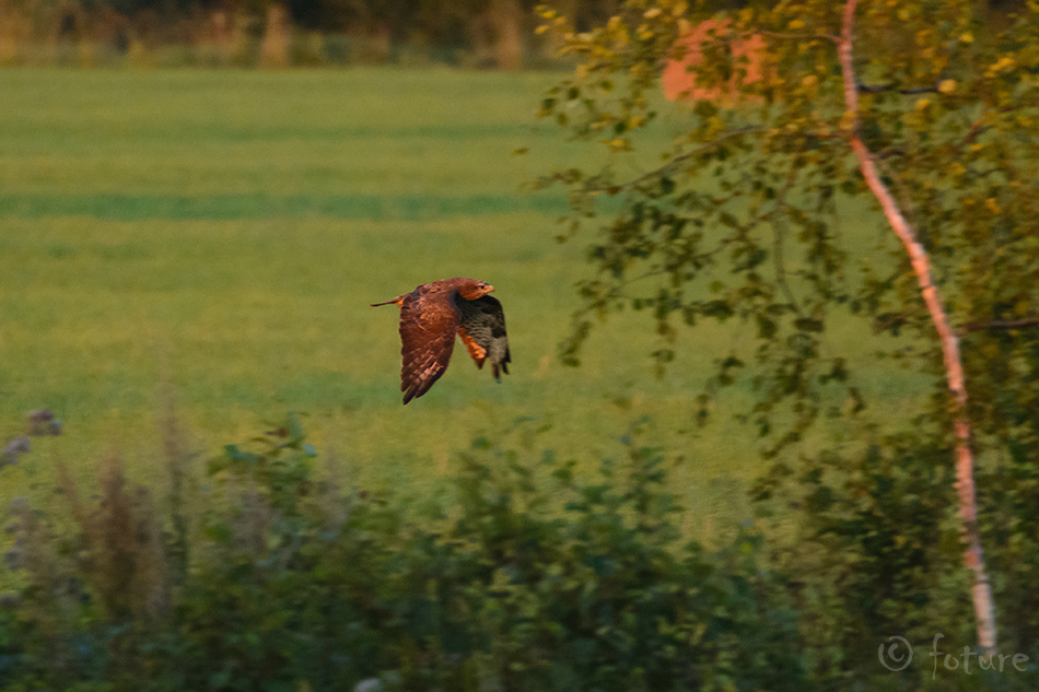 Hiireviu, Buteo buteo, Eurasian Buzzard, Common, viu, kull