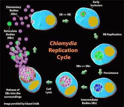 chlamydia diagnosis 