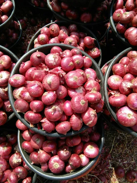 Top-Quality Nashik Onion