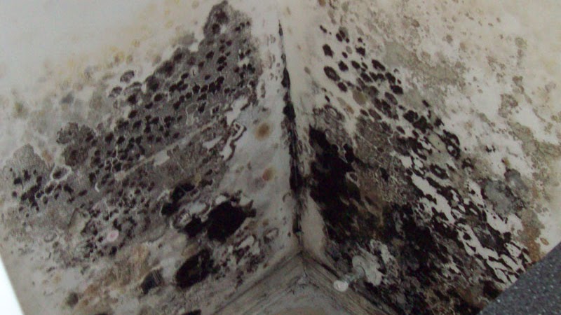 Mold Growth, Assessment, And Remediation - House Mold Removal