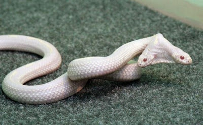 Weird Albino Snake pictures with Two Heads