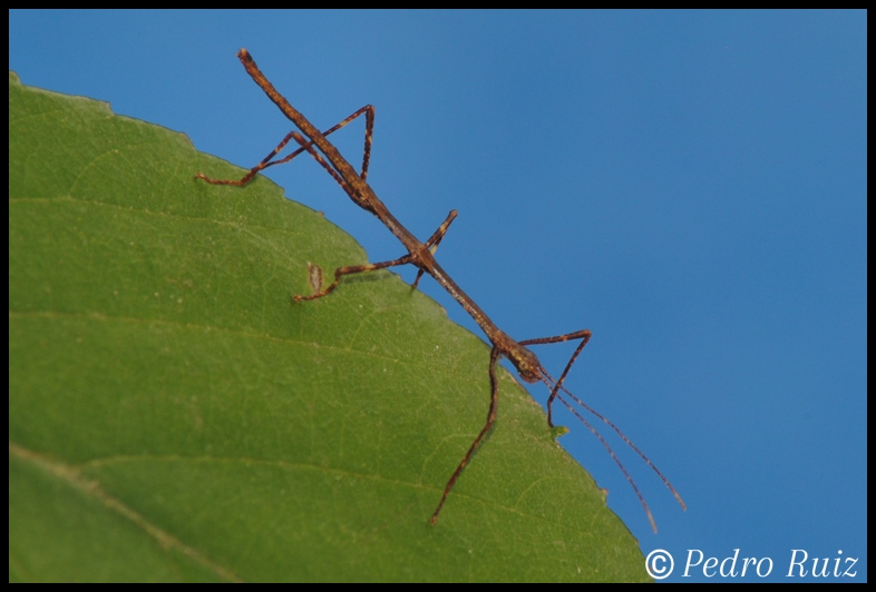 Ninfa L1 de Lonchodes brevipes, 1,7 cm de longitud