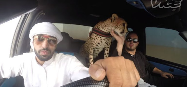 Rich Arabs have lions and cheetahs as pet