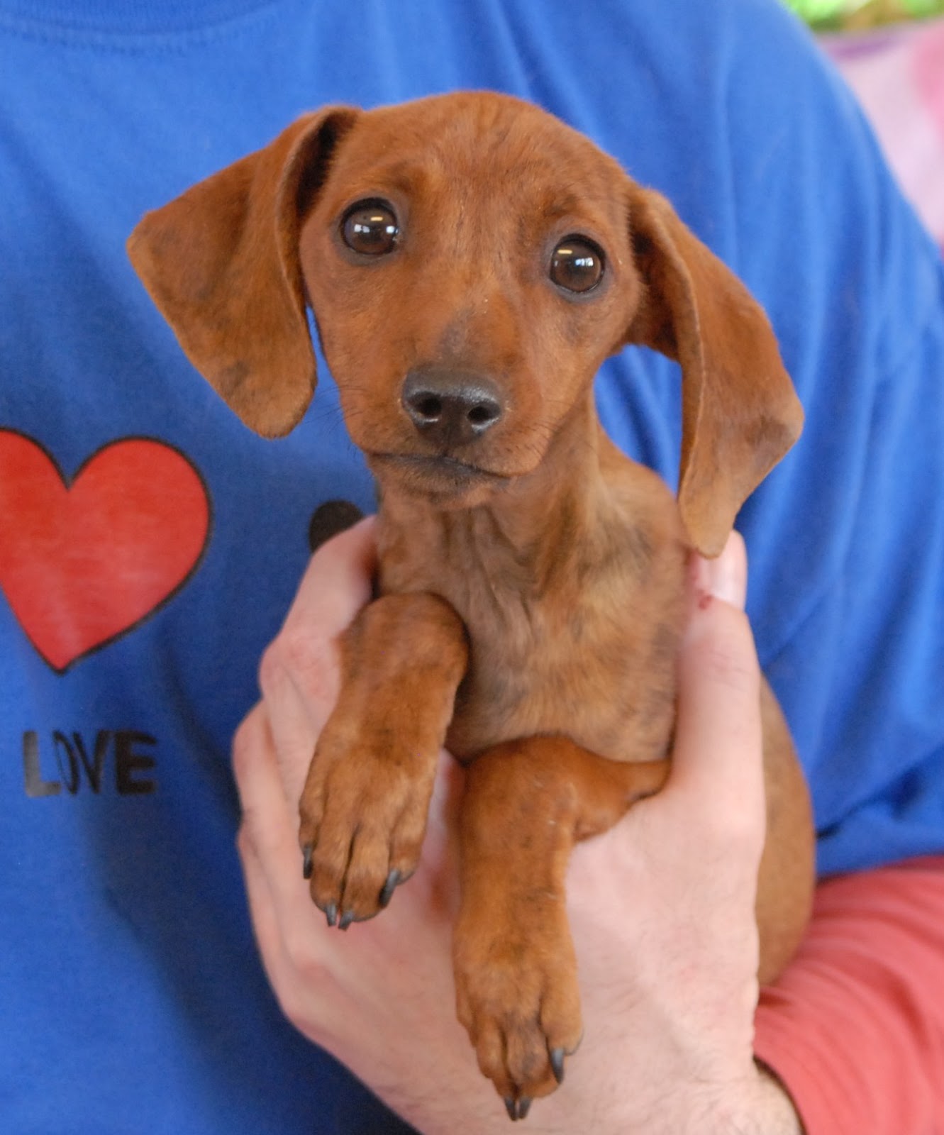 Dachshund mix baby angels ready for adoption.