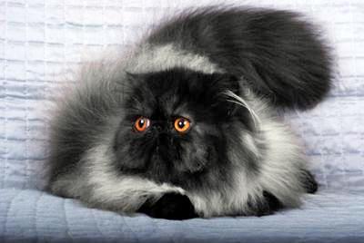 Persian Cat Images