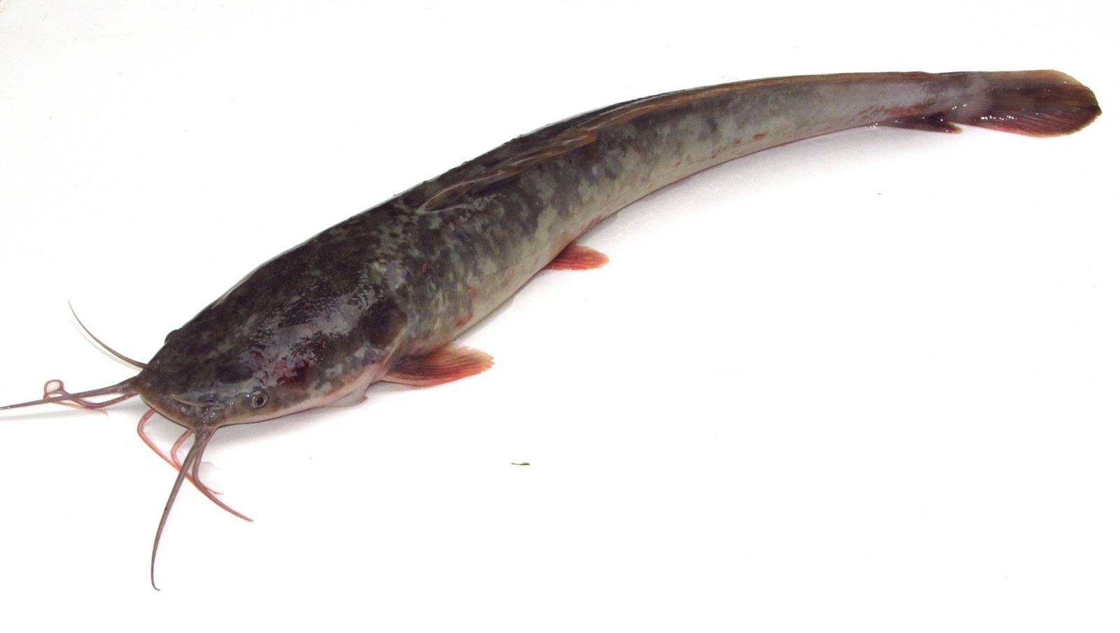 PEMBURU SEPIT BIRU: Betul ke Ikan keli makanan paling kotor di dunia