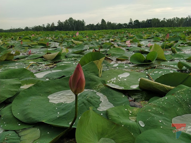 Chalan Beel lotus