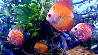 Discus Community Aquarium Wallpaper