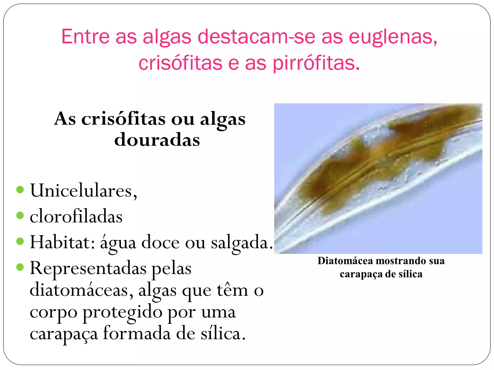 Reino Protista resumo