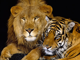 lion king leo pets animal big cat wallpaper singa