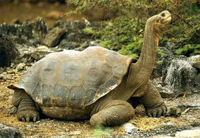 The Worlds Biggest Tortoise