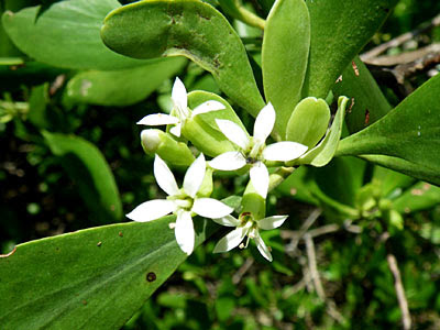 Teruntum Bunga Puteh (Lumnitzera racemosa)