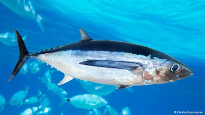  Ikan Tuna Sirip Biru (Bluefin Tuna) 