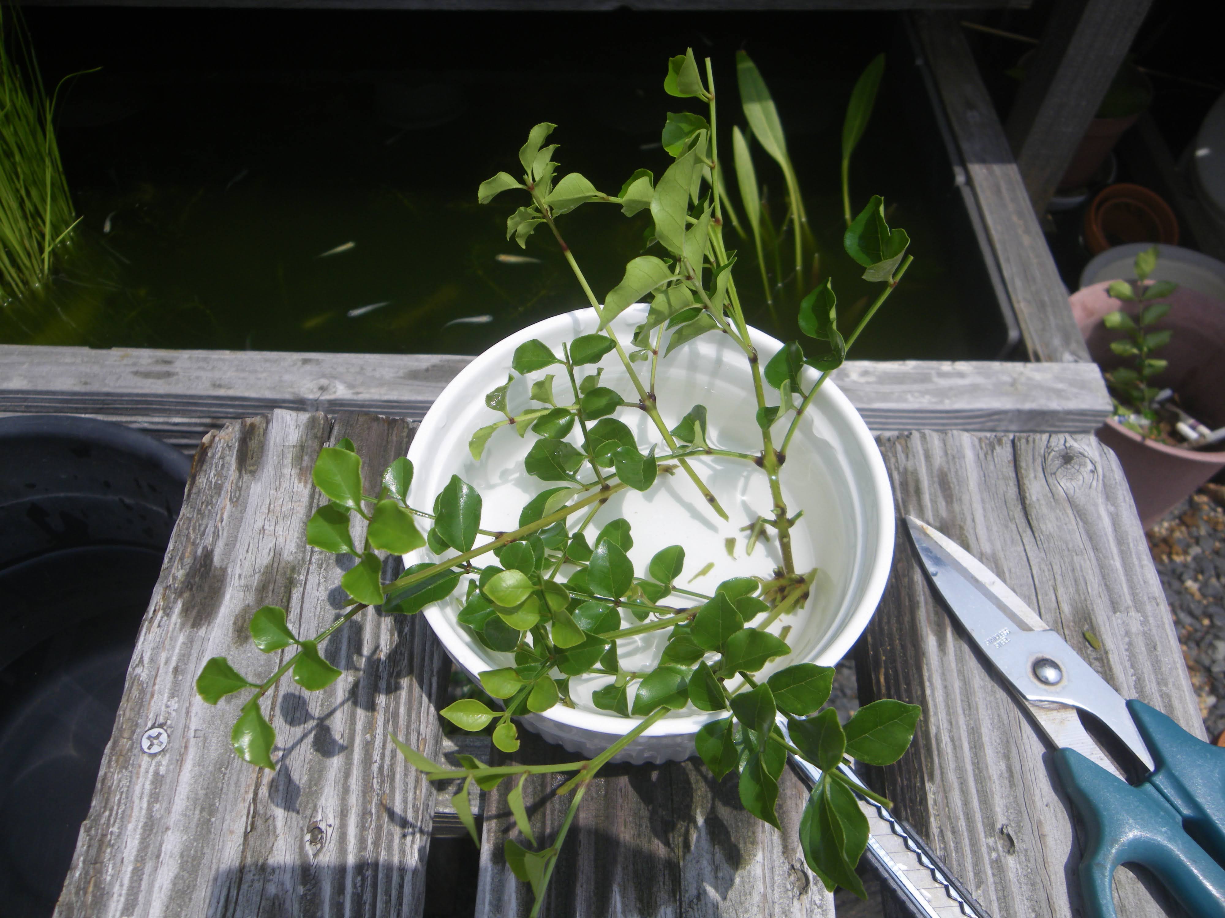 シマトネリコを挿し木で増やして 小さな鉢植えやミニ盆栽で楽しむ メダカの大工