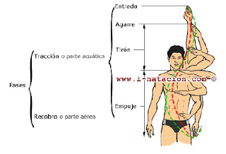 Resultado de imagen de accion de lo brazos crol