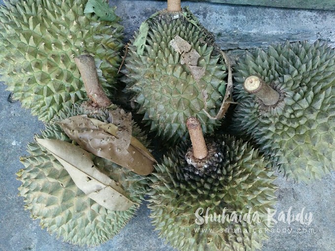 Durian Batu Kurau