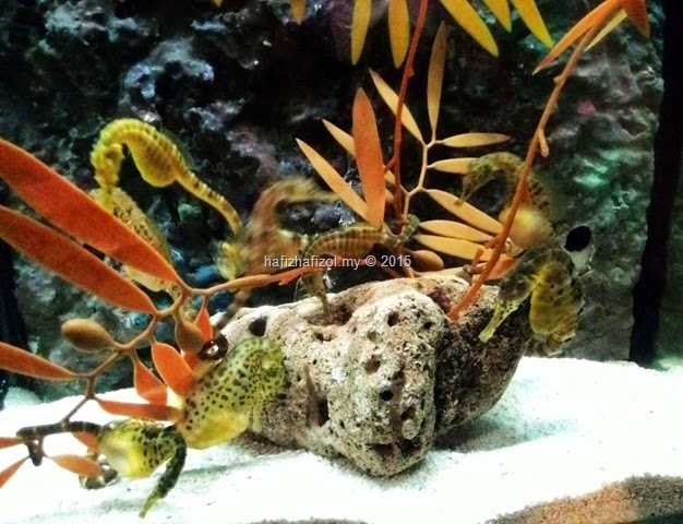 Pengalaman Ke Aquaria KLCC Pengalaman Ke Aquaria KLCC