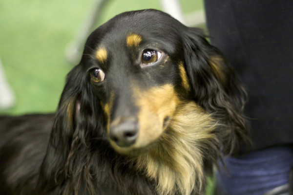 long haired dachshund photos. long haired dachshund dogs.