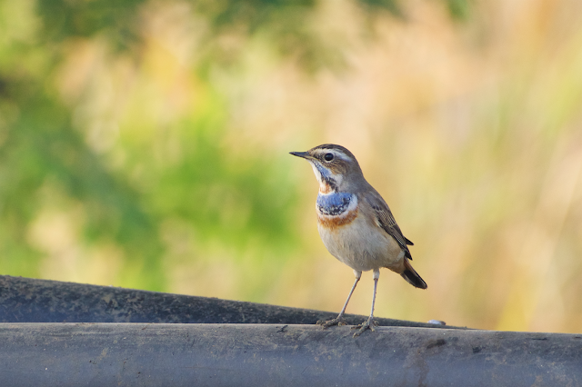 Bluethroat (नीलकण्ठी पिद्दा) - Cyanecula svecica