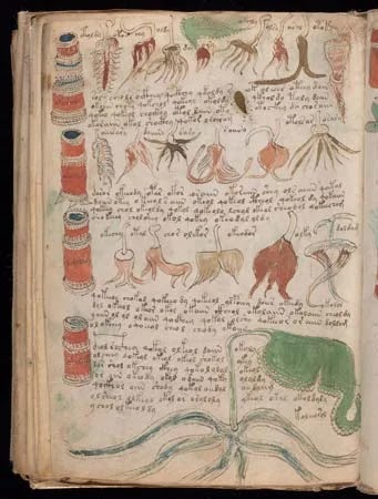 A close-up of the Voynich Manuscript, with intricate illustrations of plants and animals.