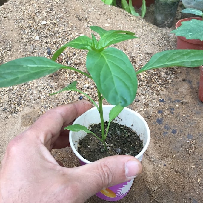 Starting Pepper Seeds Indoors