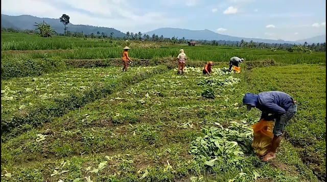 suasana panen di kebun sayuran