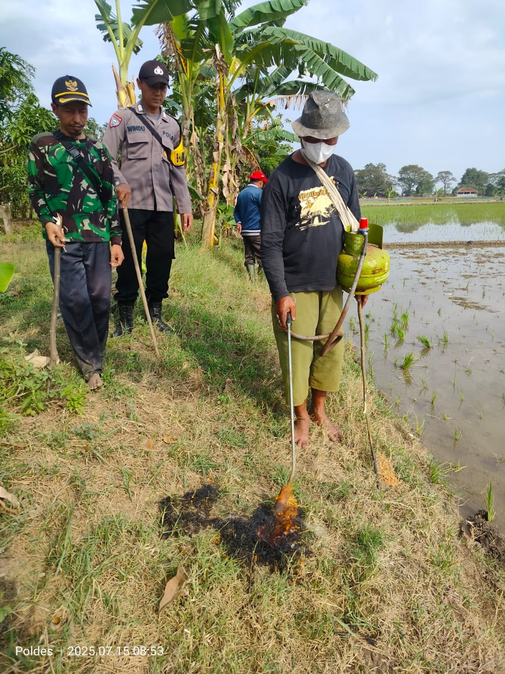 Cegah Gagal Panen, Bhabinkamtibmas Polsek Sliyeg Turun Langsung Ikut Gropyokan Tikus