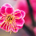 Kumpulan Gambar Bunga Sakura Pilihan, Sangat Cantik dan