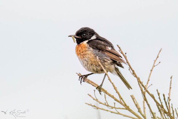 Stonechat