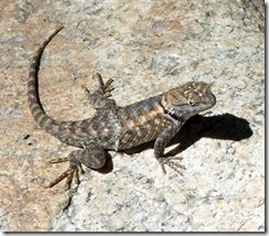 Desert spiny 4-11-2011 10-43-45 AM 945x825