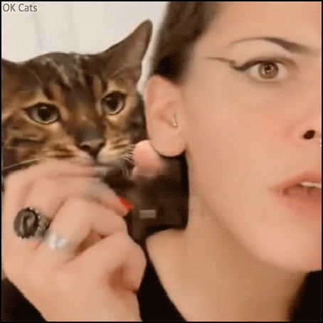 Funny Cat GIF • Bengal cat slaps woman's face because he hates make up sessions [ok-cats.com]