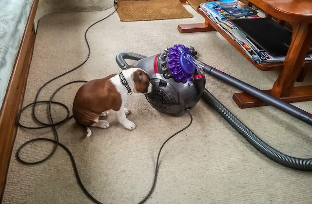 Photo of Ruby making friends with the vacuum cleaner