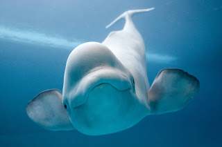   beluga wal, beluga whale facts, beluga whale species, beluga whale size, beluga whales, beluga whale predators, where do beluga whales live, beluga whale habitat, beluga whale scientific name