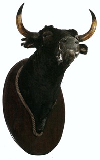 Cagachito