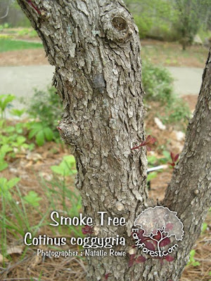 elm tree identification pictures. elm tree identification bark.