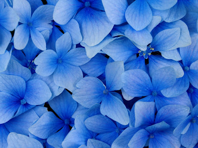 blue flowers background. lue flowers background.