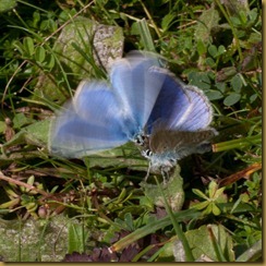 Adonis Blues