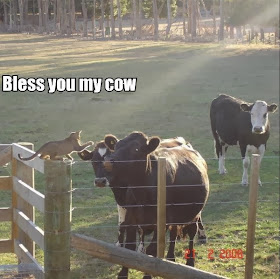 30 Funny animal captions - part 18 (30 pics), cat and cow, bless you my cow