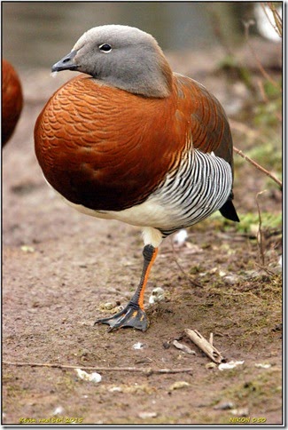 Slimbridge WWT - february Slimbridge WWT - february