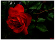 UNA ROSA ES UNA ROSA. Hice esta foto con muy poca luz, pero a pesar de todo, . (zen rosa roja)