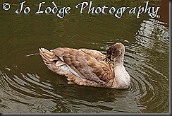 IMG_7998