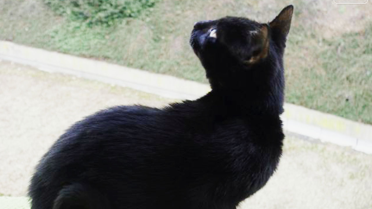 Le Chat Siamois Noir Existe T Il Une Telle Race Chatsiamois