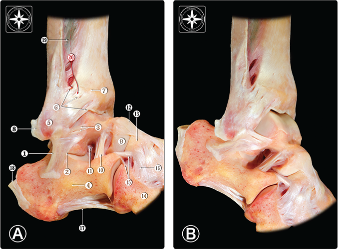 Images for calcaneofibular ligament - calcaneofibular ligament