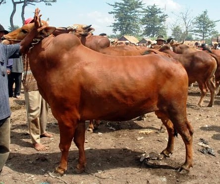Bagaimana Cara Menghitung Dan Mengukur Kapasitas Kandang Sapi Yang