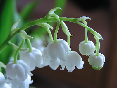 Forest lily of the valley+screensaver Top 10 Most Expensive Flowers in the World