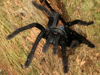 Tarantula Wallpapers