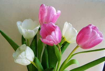 gambar-bunga-tulip-di-pot