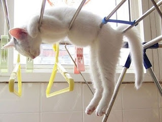 Hangover Cat