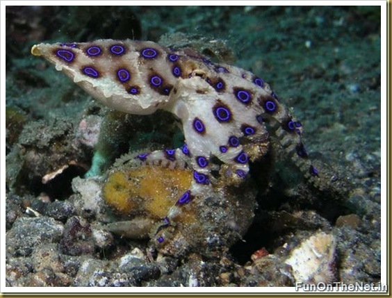 Blue-Ringed Octopus