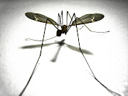 This is a mosquito hawk. We've been told that they eat mosquitoes. (be ea)